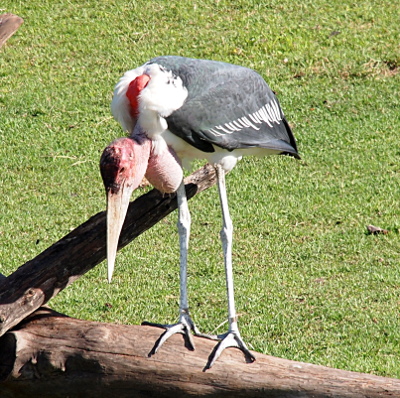 [This long-legged bird stands on a log on the grass. Its legs, underside, and part of its upper back are white. The rest of the back is black with a row of short white stripes down the side. Its head is red and as its pouch under its neck.]